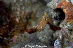 please help for ID of this shrimp...taken at Laha, Ambon,... by Teguh Tirtaputra 